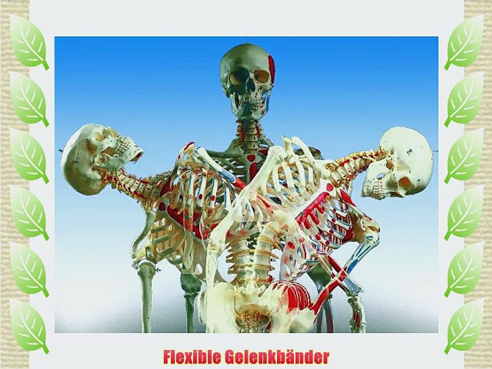 3B Scientific A13 Luxus-Skelett Sam