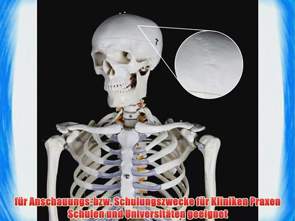 TecTake? Anatomie Skelett lebensgro? 181cm inklusive St?nder   Haube   Poster