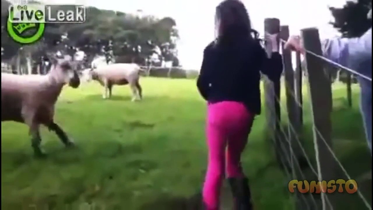 Crazy Sheep Attacks Compilation
