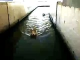 Four Swimming Siberian Huskies!　☆　泳ぐハスキー犬　ｘ４匹