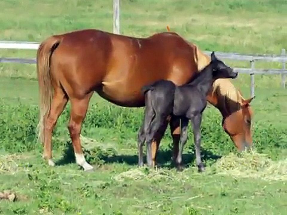 Baby Horse at 1 week old has a looooong pee!