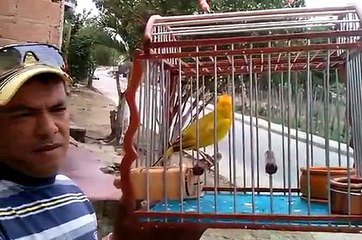 CANARIO CRIOLLO -SINCELEJO....