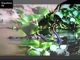 Dangerous Animals JAGUAR TAKES DOWN CAIMAN Discovery Animals Nature 360 MQ Discovery News