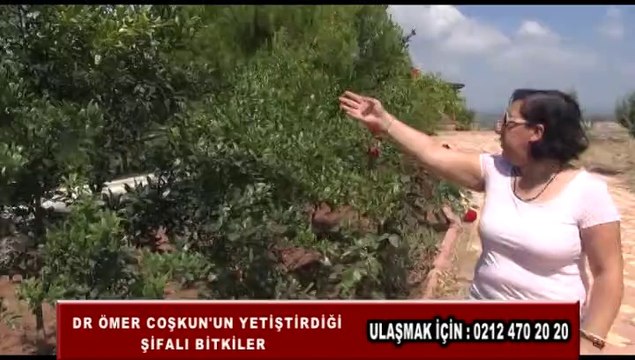 ŞİFALI BİTKİLER ÇİFTLİK ADANA