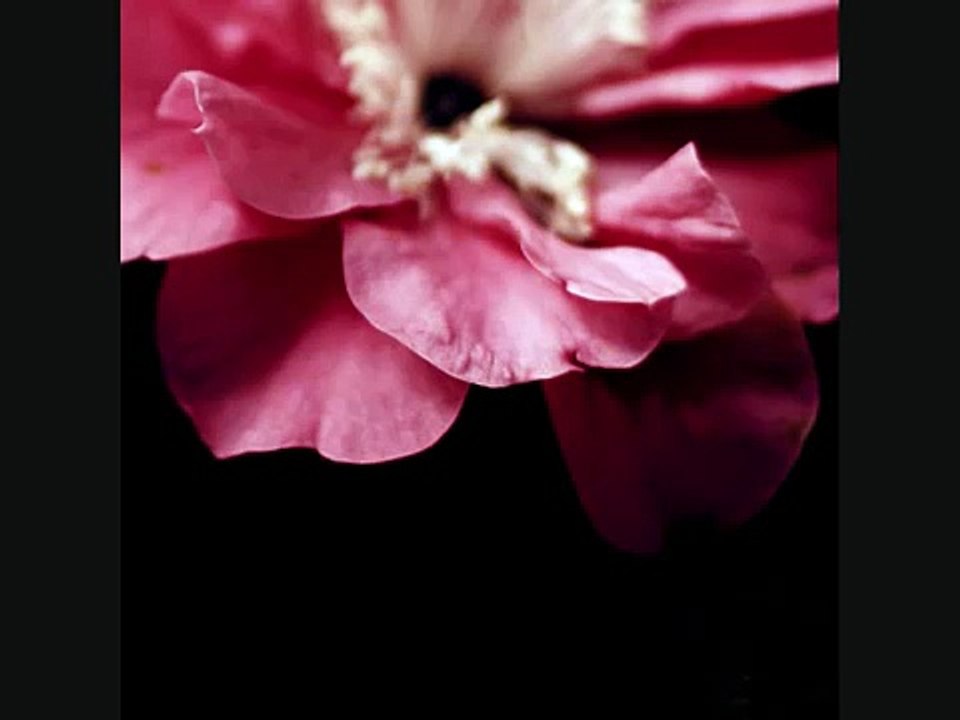 'Hey there Delilah' - Plain White T's WITH LYRICS