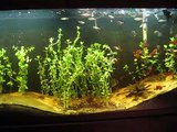 Schooling Bloodfin Tetras, updated 55 gallon aquarium