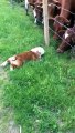 Un bulldog timide rencontre des vaches pour la première fois