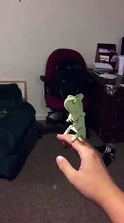 Un caméléon essaye d'attraper des bulles de savon