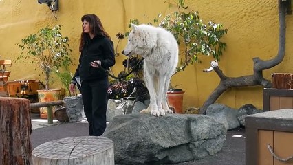 San Diego Zoo - White Arctic Wolf Howling