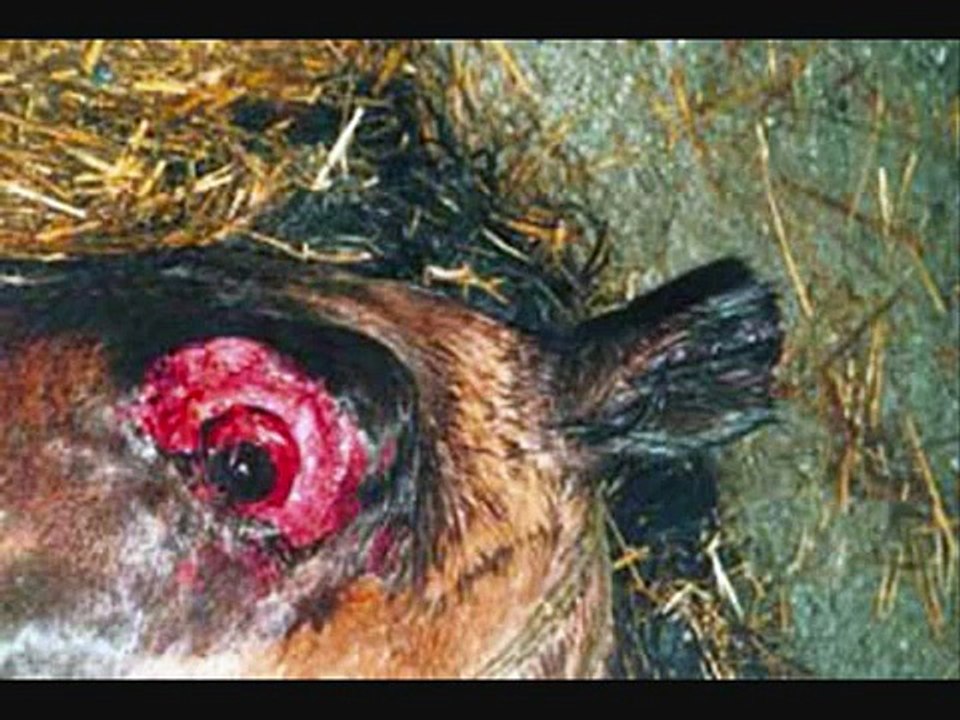 Horse Slaughter - Fallen, Sarah McLachlan