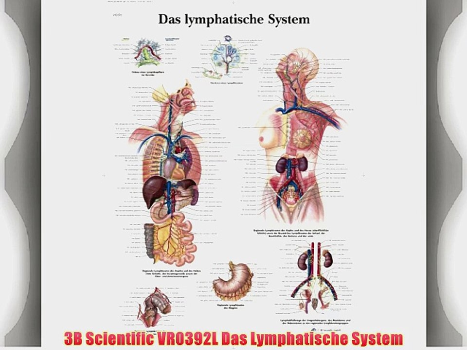 3B Scientific VR0392L Das Lymphatische System