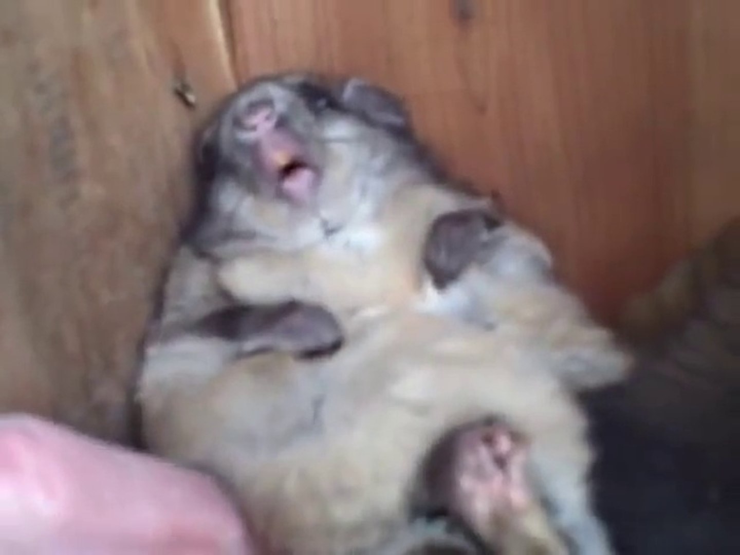 Fat Squirrel Can T Move From Bird Shelter After Eating All The