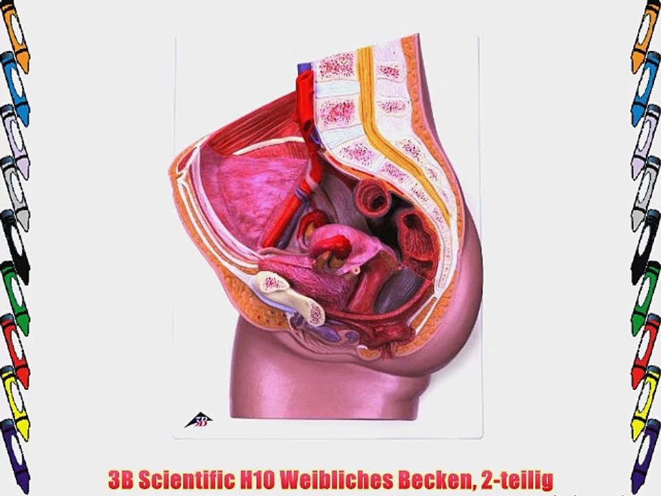 3B Scientific H10 Weibliches Becken 2-teilig