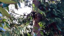 Woody the woodpecker pecking at a tree
