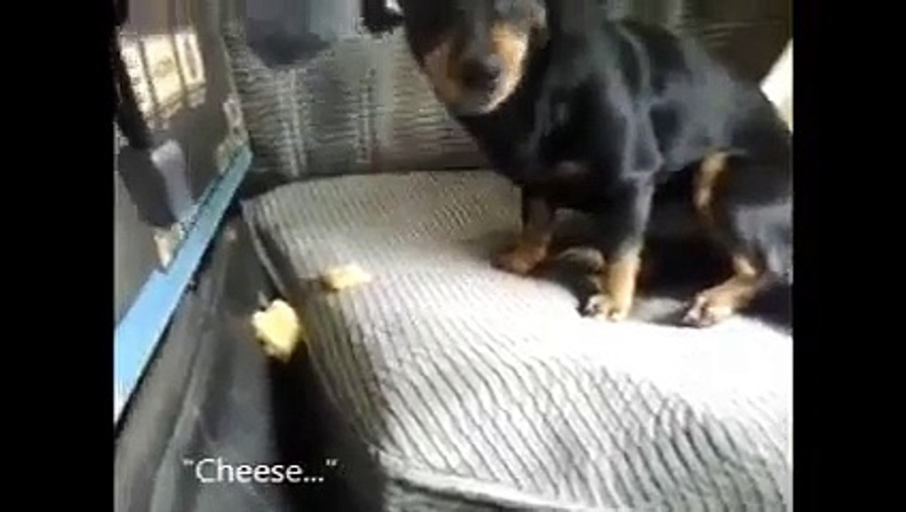 Hitam, black-tan dog