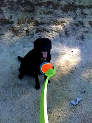 Lazy flattie playing fetch - Cheejay the flat coated retriever