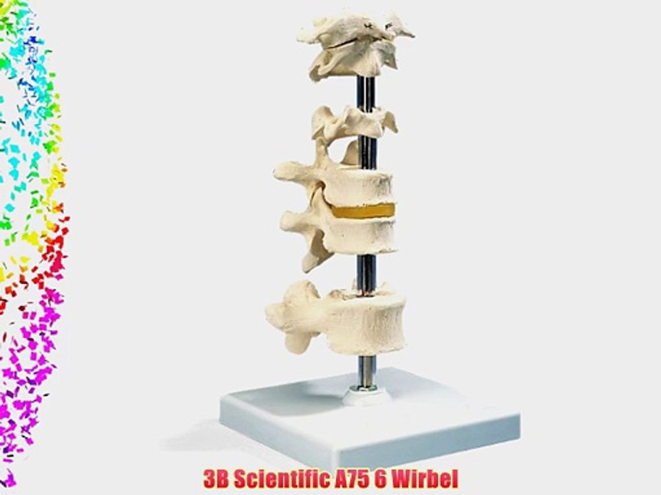 3B Scientific A75 6 Wirbel