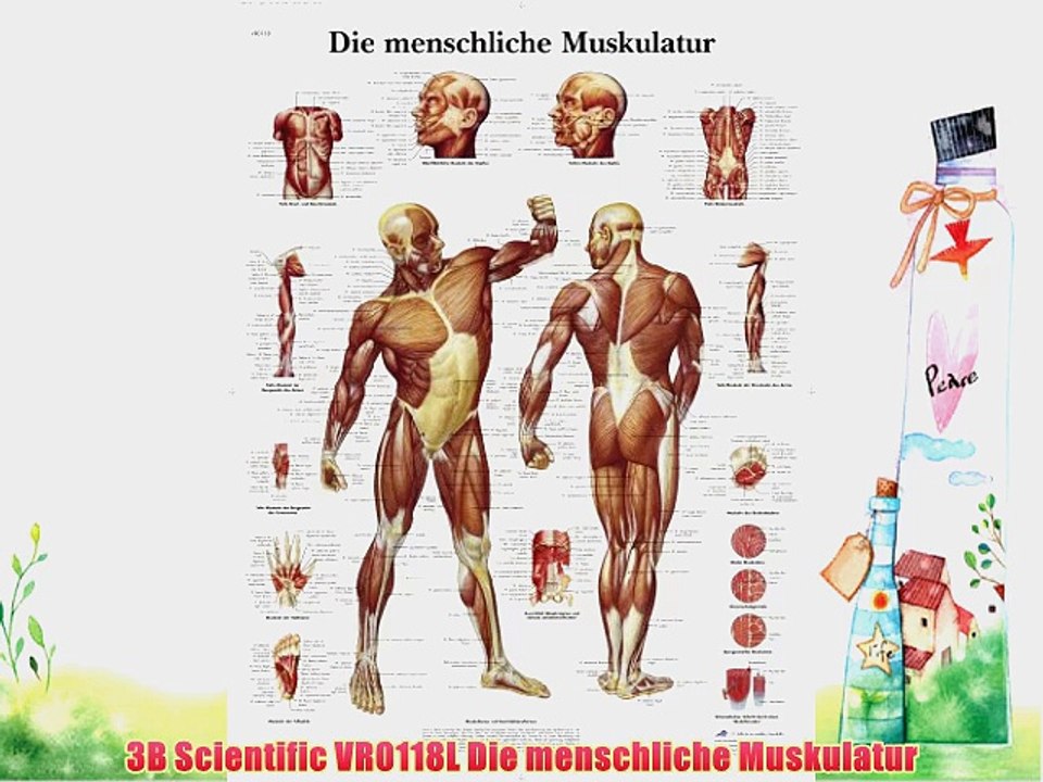 3B Scientific VR0118L Die menschliche Muskulatur