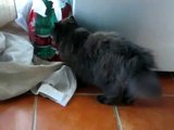 gatto persiano al risveglio