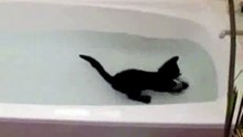 cat playing in water