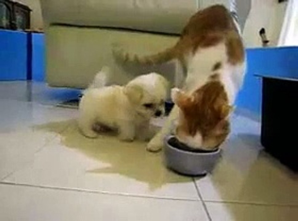 Cat VS Dog -really funny