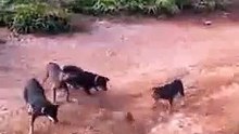 cobra vs dogs