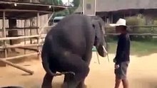 Dancing elephent funny