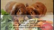 Kaninchen Ernährung: Gesunde Ernährung für Langohren