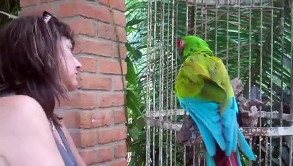 Funniest Parrot Video Ever