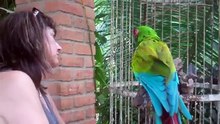 Funniest Parrot Video Ever