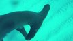Un plongeur fixe une GoPro sur le nez d'un requin marteau