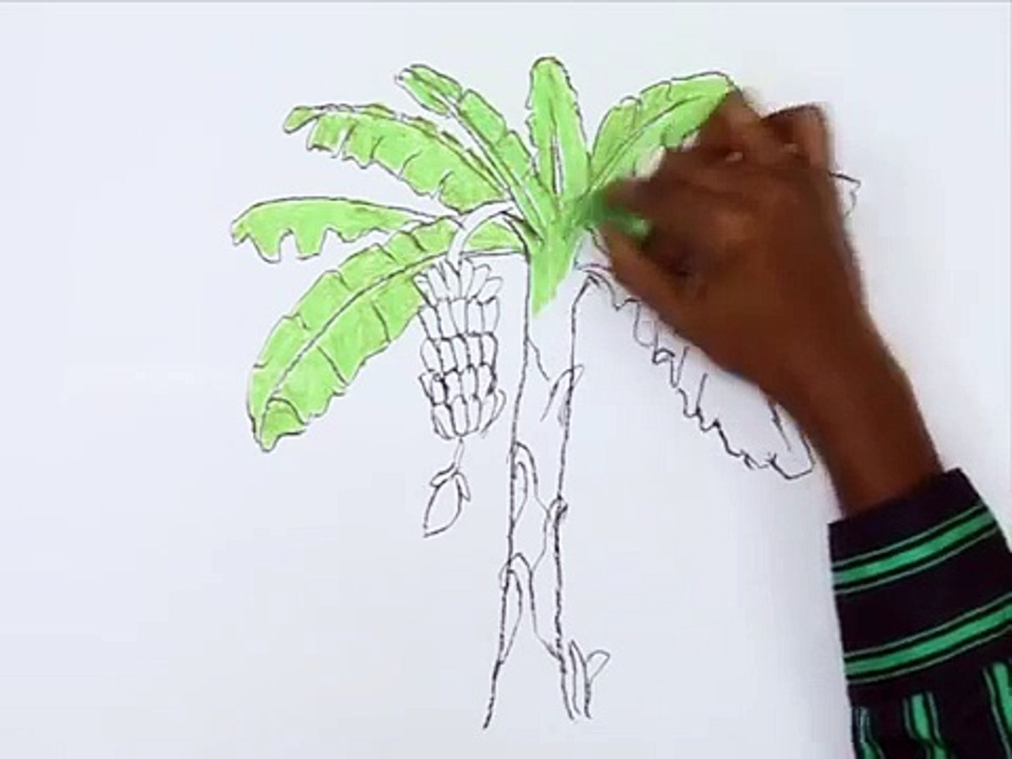 How To Draw Banana Trees