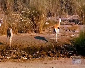 Lion hunts Tomsons gazelle