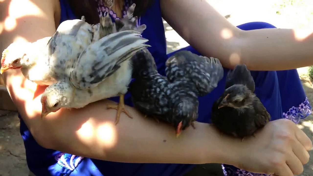 Difficile de prendre une photo avec 6 poulets dans les bras dont un qui picore vos grains de beautés