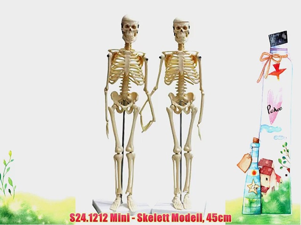 S24.1212 Mini - Skelett Modell 45cm