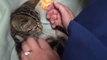 Bébé chat blessé gravement, recueillit et soigné