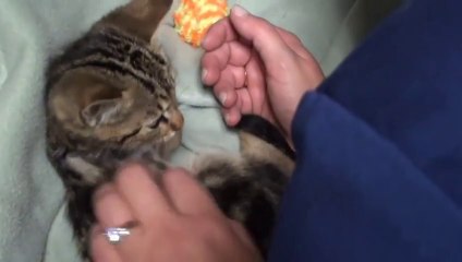 Bébé chat blessé gravement, recueillit et soigné