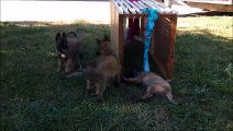 Malinois puppies / chiots