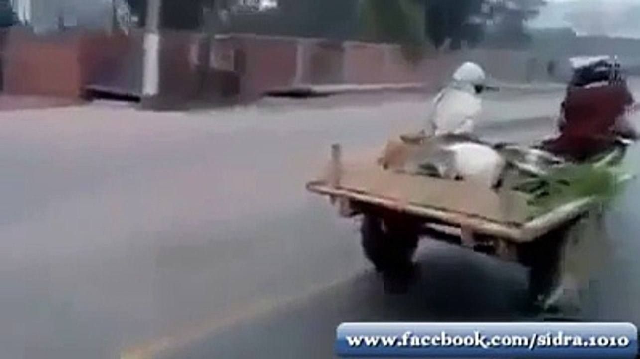 funny donkey video