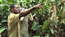 Der Affenflüsterer -  Mit Bonobos im Kongo | Global 3000