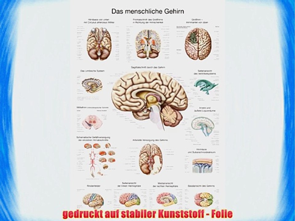 AL114 Erler-Zimmer Lehrtafel Das menschliche Gehirn (deutsch)