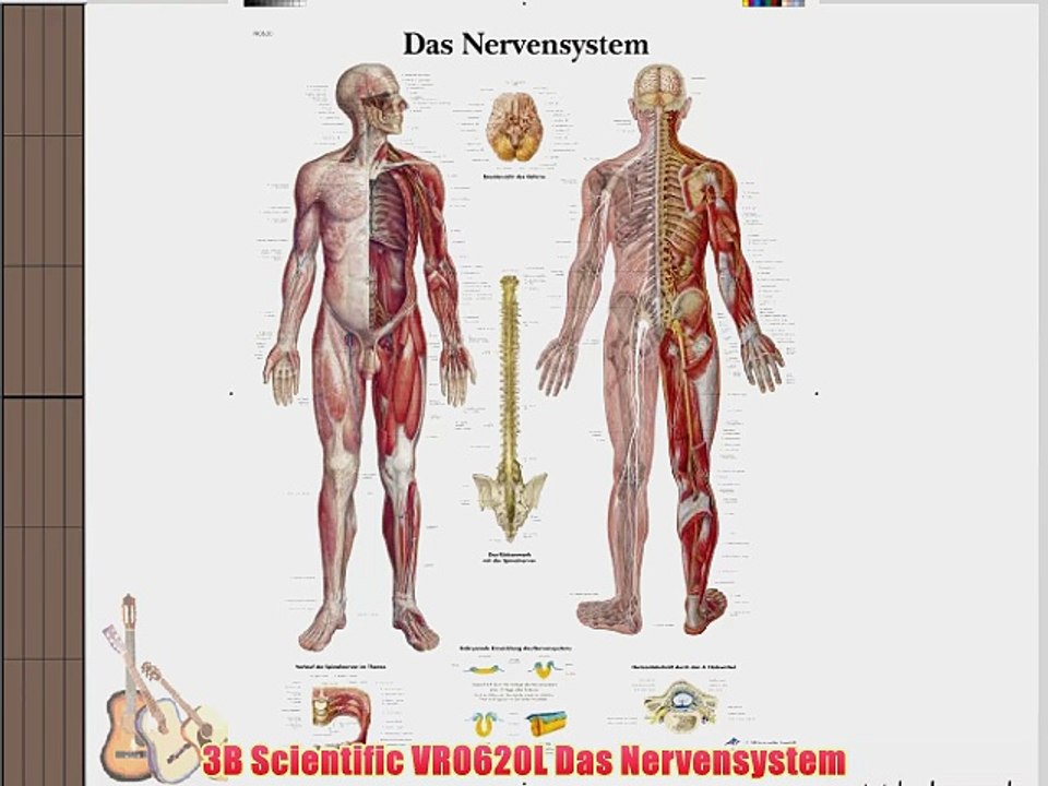 3B Scientific VR0620L Das Nervensystem