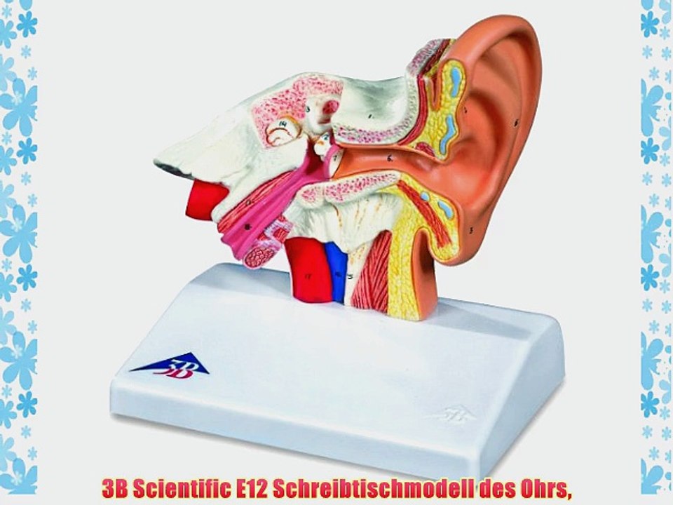 3B Scientific E12 Schreibtischmodell des Ohrs
