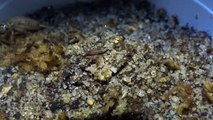 Cyclocosmia torreya (Torreya trap-door spider) - stalking and feeding