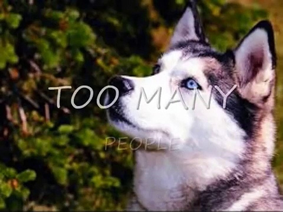 shwa husky rescue