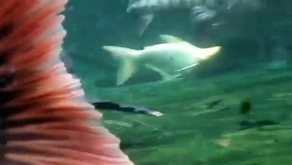 Large 34" Redtail Catfish and Tiger Shovelnose