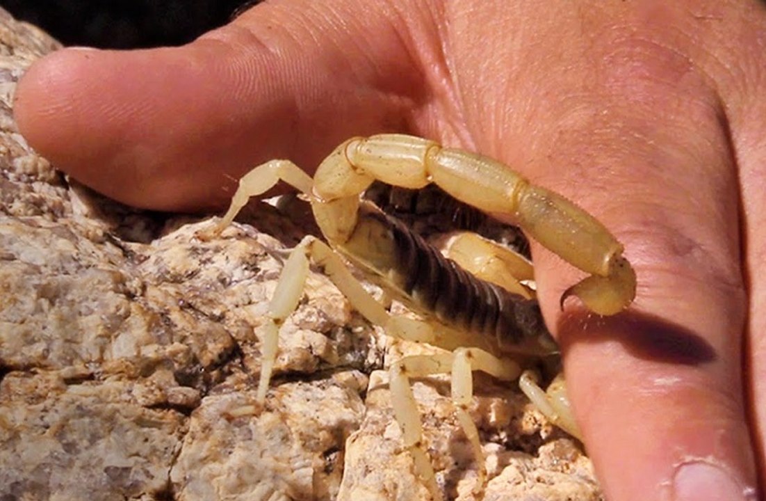 Ağır Çekimde Akrep Sokması