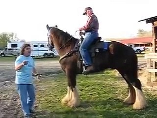 Nivarre the Shire Horse