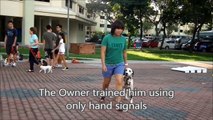 Basic dog training course - dog training video Singapore
