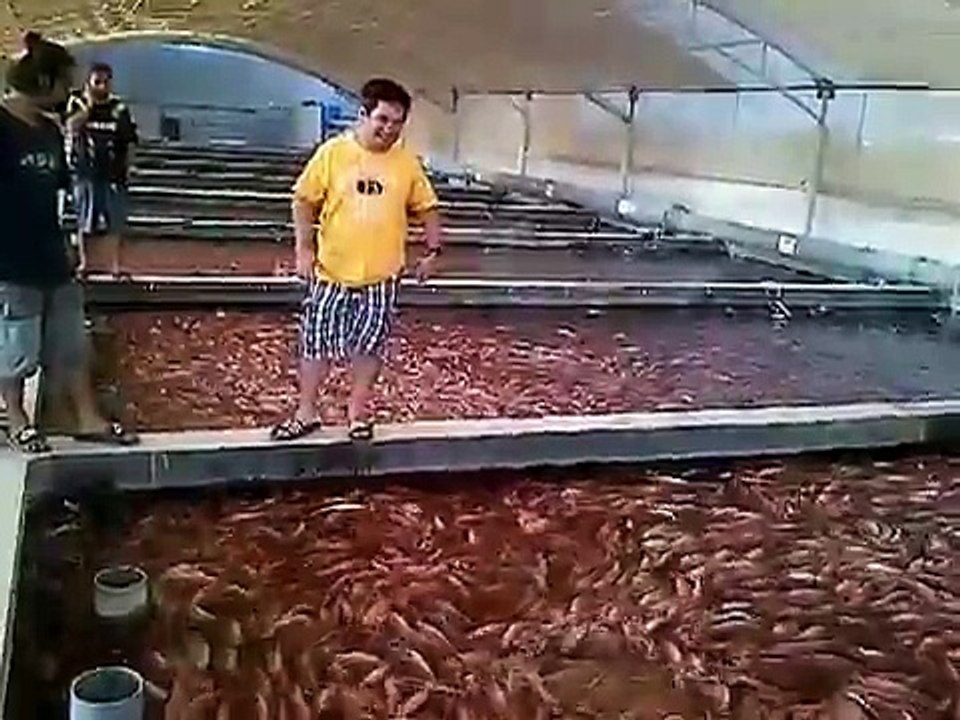 Ras Al Khaimah UAE - Tilapia Farm